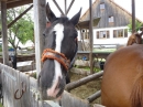 TipiHof-Hoffest-Sauldorf-250515-Bodensee-Community-SEECHAT_DE-P1020490.JPG