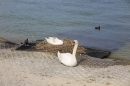 Internationale-Bodenseewoche-Konstanz-300515-Bodensee-Community-SEECHAT_DE-IMG_9389.JPG