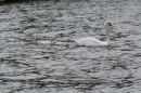 Christof-Wandratsch-Bodensee-Querung-210615-Bodensee-Community-SEECHAT_DE-IMG_6999.JPG