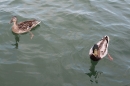Christof-Wandratsch-Bodensee-Querung-210615-Bodensee-Community-SEECHAT_DE-IMG_7001.JPG