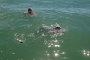 Bodenseequerung-Stefan-Jung-280615-Bodensee-Community-SEECHAT_DE-IMG_7554.JPG