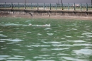 begleitboot-bodenseequerung-mim-alex-04072015-Bodensee-Community-SEECHAT_DE-IMG_4824.JPG