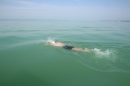 begleitboot-bodenseequerung-mim-alex-04072015-Bodensee-Community-SEECHAT_DE-IMG_7666.JPG