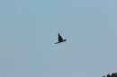 Flugtage-Sitterdorf-9-8-2015-Bodensee-Community-SEECHAT_DE-IMG_7119.JPG