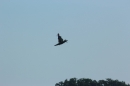 Flugtage-Sitterdorf-9-8-2015-Bodensee-Community-SEECHAT_DE-IMG_7120.JPG