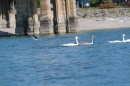 Bodenseequerung-Klaus-Mattes-210815-Bodensee-Community-SEECHAT_DE-IMG_1608.JPG