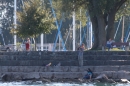 Bodenseequerung-Peggy-Hennings-Friedrichshafen-12915-Bodensee-Community-SEECHAT_DE-IMG_2674.JPG