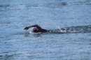 Bodenseequerung-Peggy-Hennings-Friedrichshafen-12915-Bodensee-Community-SEECHAT_DE-IMG_2676.JPG