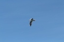 s8-Bodenseequerung-Peggy-Hennings-Friedrichshafen-12915-Bodensee-Community-SEECHAT_DE-IMG_2600.JPG
