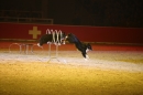 PFERD-BODENSEE-Friedrichshafen-13022016-Bodensee-Community-SEECHAT_DE-IMG_7229.JPG
