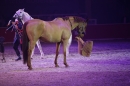PFERD-BODENSEE-Friedrichshafen-13022016-Bodensee-Community-SEECHAT_DE-IMG_7351.JPG