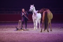 PFERD-BODENSEE-Friedrichshafen-13022016-Bodensee-Community-SEECHAT_DE-IMG_7355.JPG