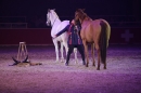 PFERD-BODENSEE-Friedrichshafen-13022016-Bodensee-Community-SEECHAT_DE-IMG_7357.JPG