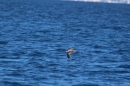 Mallorca-Segeln-Regatta-260316-Bodensee-Community-SEECHAT_DE-IMG_7162.JPG