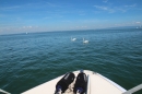 BODENSEEBOOT-Bodenseequerung-Hamza-Friedrichshafen-20160610-SEECHAT-_118_.JPG