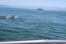 BODENSEEBOOT-Bodenseequerung-Hamza-Friedrichshafen-20160610-SEECHAT-_57_.JPG