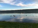 Hochwasser-Bodensee-2016-06-17-Bodensee-Community_SEECHAT_DE-IMG_4555.JPG