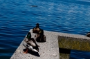 Hochwasser-am-Bodensee-Rorschach-2016-06-20-Bodensee-Community-SEECHAT-CH-_70_.jpg