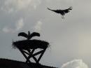 Chris-de-Burgh-2016-07-08-Bad-Schussenried-Bodensee-Community-SEECHAT_DE-_102_.JPG