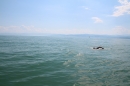 Bodenseequerung-Prof-Dr-Michael-Metz-2016-Bodensee-Community-SEECHAT_DE-IMG_5912.JPG
