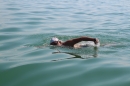 Bodenseequerung-Prof-Dr-Michael-Metz-2016-Bodensee-Community-SEECHAT_DE-IMG_5953.JPG