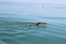 Bodenseequerung-Mirjam-Leichsnering-20160907-Friedrichshafen-SEECHAT_DE-_100_.JPG