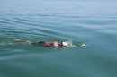 Bodenseequerung-Mirjam-Leichsnering-20160907-Friedrichshafen-SEECHAT_DE-_86_.JPG
