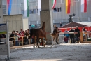 Menschow-Offa-sg-20-04-2017_87_.jpg