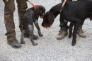 Jagdhundetag-2017-04-23-Dornsberg-Bodensee_Community-seechat_DE-IMG_0443.JPG