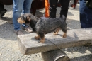 Jagdhundetag-2017-04-23-Dornsberg-Bodensee_Community-seechat_DE-IMG_0509.JPG