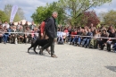 Jagdhundetag-2017-04-23-Dornsberg-Bodensee_Community-seechat_DE-IMG_0525.JPG