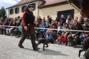 Jagdhundetag-2017-04-23-Dornsberg-Bodensee_Community-seechat_DE-IMG_0530.JPG