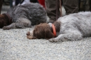 Jagdhundetag-2017-04-23-Dornsberg-Bodensee_Community-seechat_DE-IMG_0556.JPG