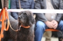 Jagdhundetag-2017-04-23-Dornsberg-Bodensee_Community-seechat_DE-IMG_0566.JPG