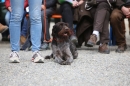 Jagdhundetag-2017-04-23-Dornsberg-Bodensee_Community-seechat_DE-IMG_0568.JPG
