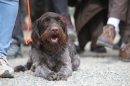 Jagdhundetag-2017-04-23-Dornsberg-Bodensee_Community-seechat_DE-IMG_0569.JPG