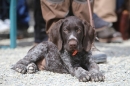 Jagdhundetag-2017-04-23-Dornsberg-Bodensee_Community-seechat_DE-IMG_0573.JPG