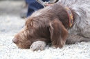 Jagdhundetag-2017-04-23-Dornsberg-Bodensee_Community-seechat_DE-IMG_0577.JPG