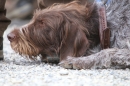 Jagdhundetag-2017-04-23-Dornsberg-Bodensee_Community-seechat_DE-IMG_0581.JPG