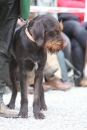 Jagdhundetag-2017-04-23-Dornsberg-Bodensee_Community-seechat_DE-IMG_0584.JPG