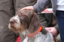 Jagdhundetag-2017-04-23-Dornsberg-Bodensee_Community-seechat_DE-IMG_0588.JPG
