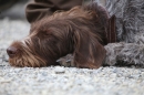 Jagdhundetag-2017-04-23-Dornsberg-Bodensee_Community-seechat_DE-IMG_0590.JPG