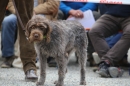 Jagdhundetag-2017-04-23-Dornsberg-Bodensee_Community-seechat_DE-IMG_0591.JPG