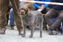 Jagdhundetag-2017-04-23-Dornsberg-Bodensee_Community-seechat_DE-IMG_0593.JPG