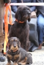 Jagdhundetag-2017-04-23-Dornsberg-Bodensee_Community-seechat_DE-IMG_0596.JPG