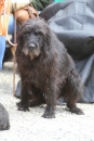 Jagdhundetag-2017-04-23-Dornsberg-Bodensee_Community-seechat_DE-IMG_0597.JPG