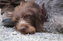 Jagdhundetag-2017-04-23-Dornsberg-Bodensee_Community-seechat_DE-IMG_0604.JPG