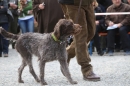 Jagdhundetag-2017-04-23-Dornsberg-Bodensee_Community-seechat_DE-IMG_0610.JPG