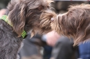 Jagdhundetag-2017-04-23-Dornsberg-Bodensee_Community-seechat_DE-IMG_0612.JPG