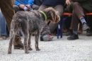 Jagdhundetag-2017-04-23-Dornsberg-Bodensee_Community-seechat_DE-IMG_0616.JPG